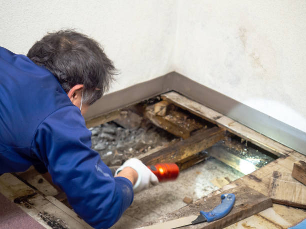 Best Mold Testing  in Forest Heights, TX
