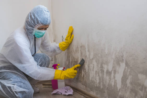 Home Mold Removal in Forest Heights, TX