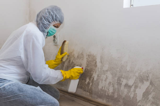 Best Office Mold Removal Services  in Forest Heights, TX