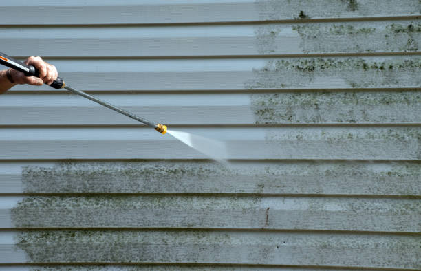 Best Residential Mold Removal  in Forest Heights, TX