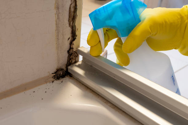 Best Mold Cleaning Services  in Forest Heights, TX