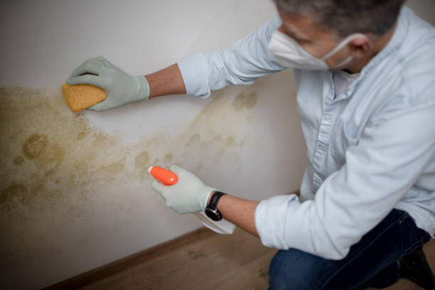 Best Residential Mold Removal  in Forest Heights, TX