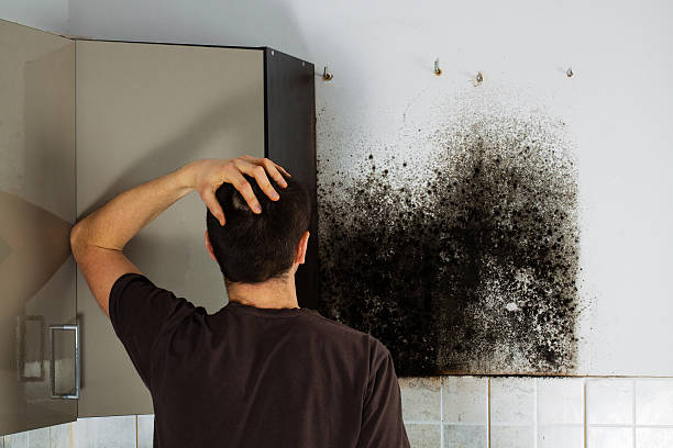 Best Attic Mold Removal  in Forest Heights, TX