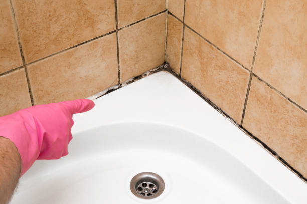 Trusted Forest Heights, TX Mold Removal Experts
