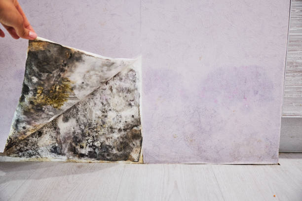 Best Office Mold Removal Services  in Forest Heights, TX